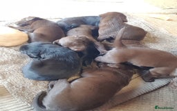 Labrador Retriever dogs for sale: Labrador puppies, beuitfull fur babbies  - Image 4