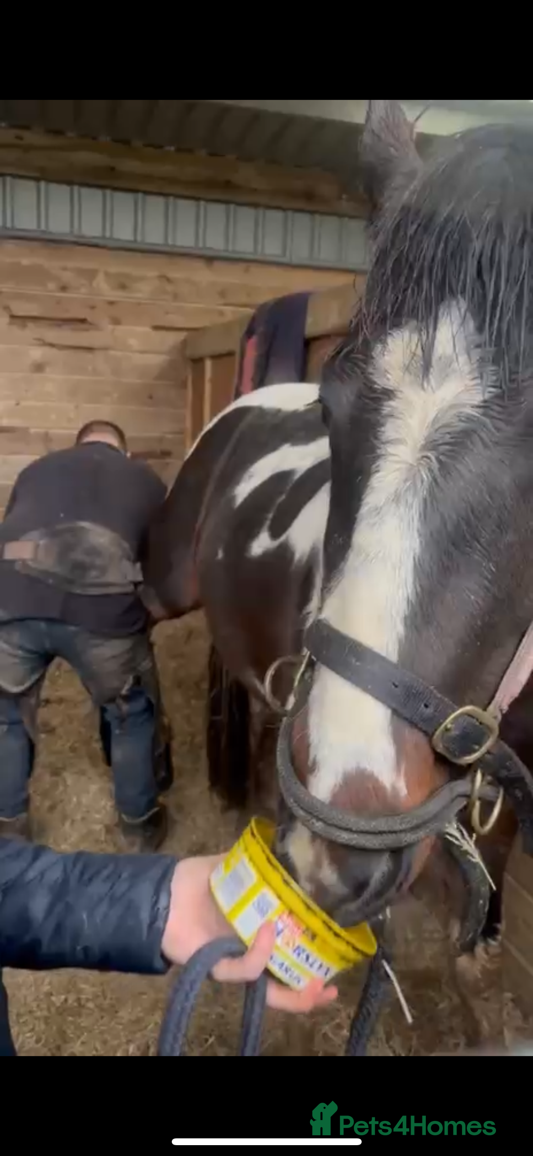 Appaloosa horses for sale: Rodney 14.1/2 2 Year old gelding Appaloosa X Cob - Advert 4