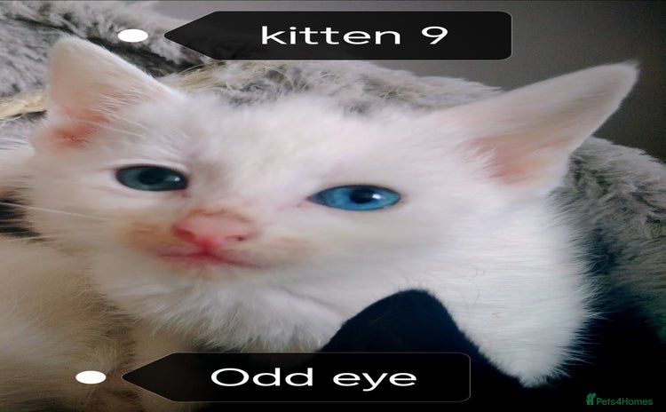 Mixed Breed cats - Advert 3