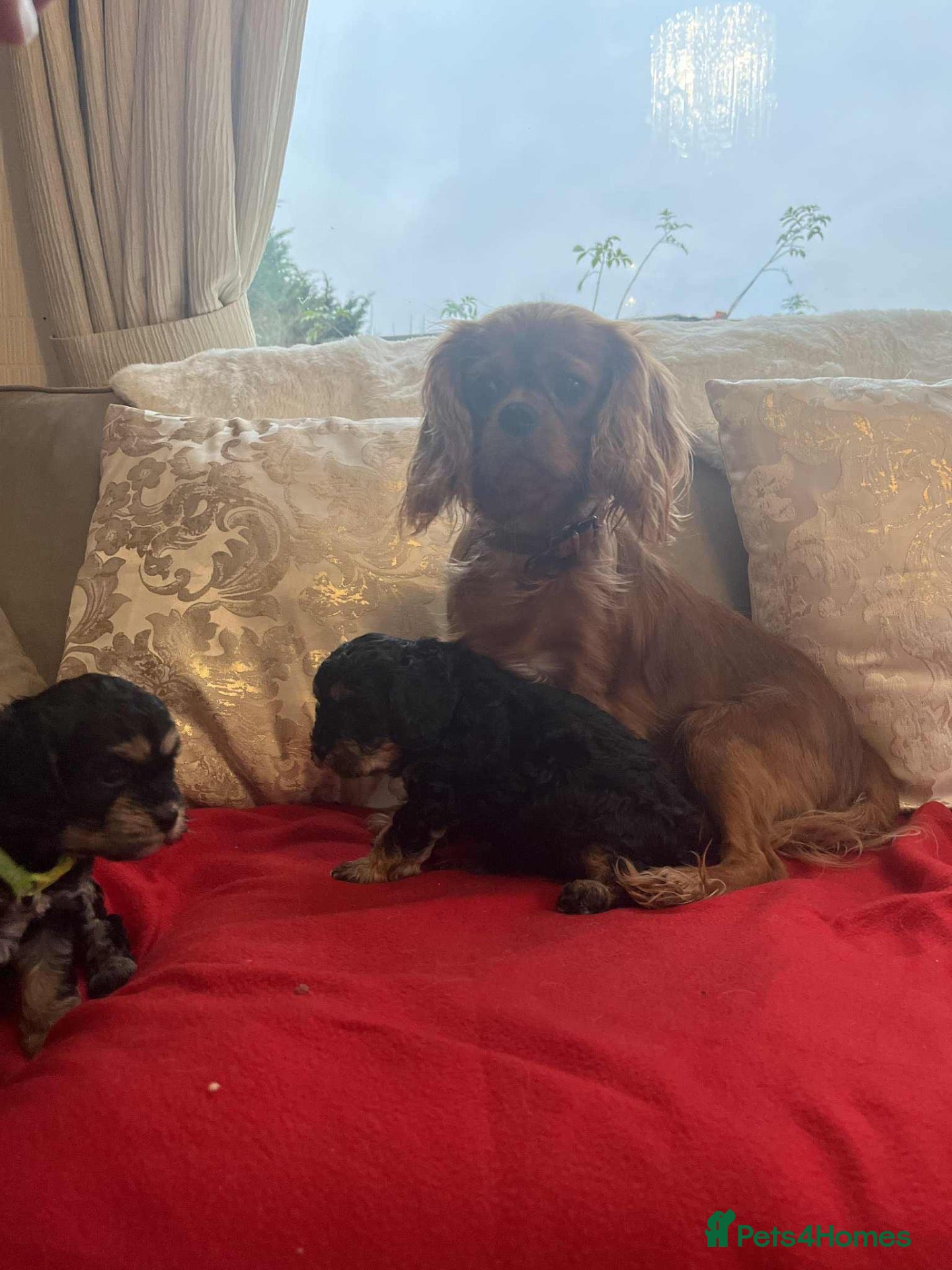 Cavapoo dogs 2 gorgeous F1 Cavapoo Puppies - Advert 13