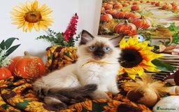 Ragdoll cats for sale: GCCF Ragdoll Kittens - Outstanding!  - Image 19