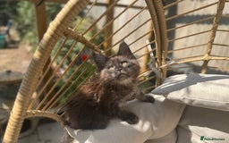 Maine Coon cats for sale: Stunning Black Smoke TiCA kittens  - Image 25