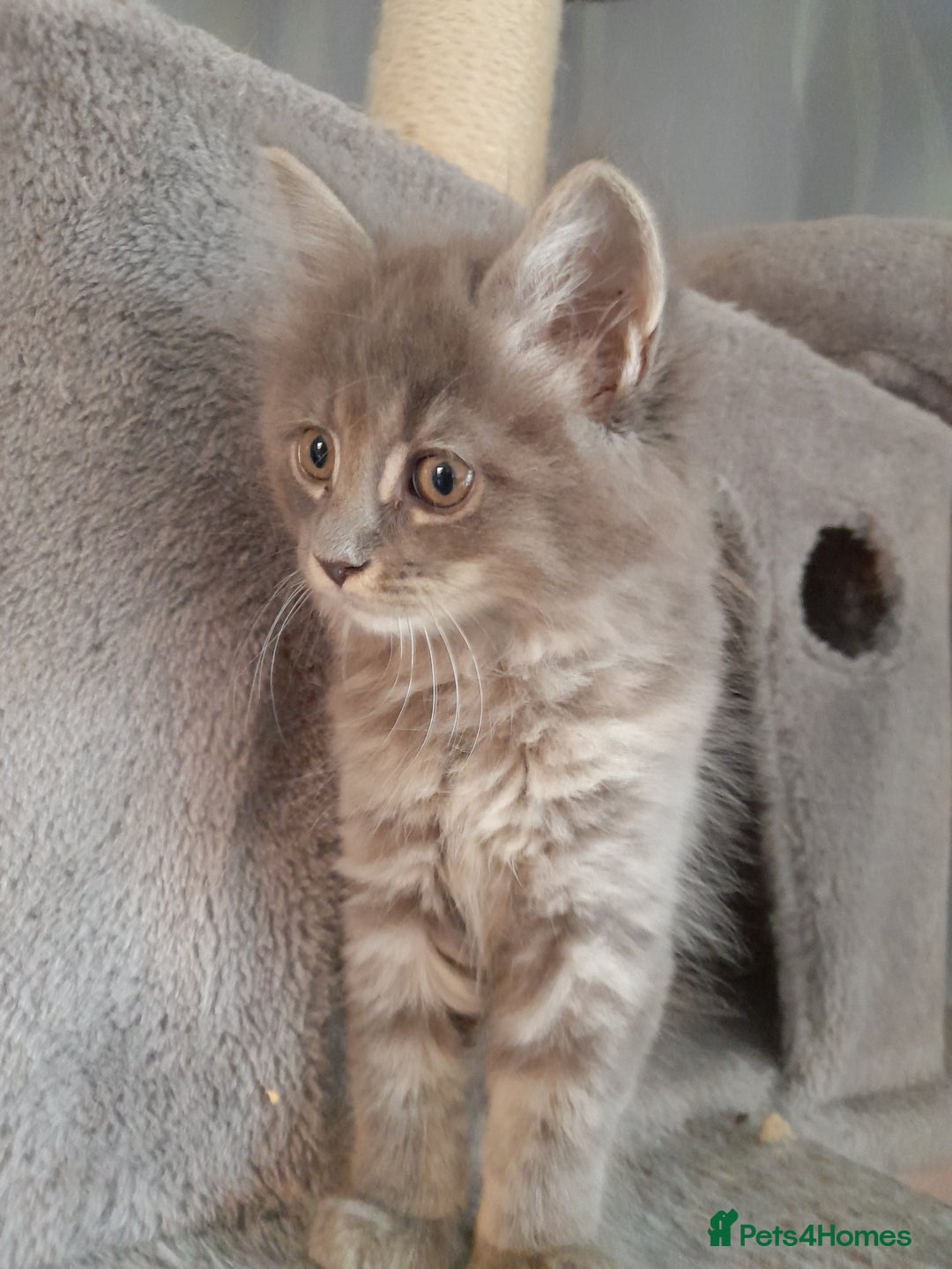 Ragcoon cats for sale: Stunning, and chunky ragcoons  - Image 9
