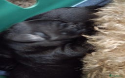 Mixed Breed dogs for sale: Miniature Poodle cross french bulldog puppies  - Image 5