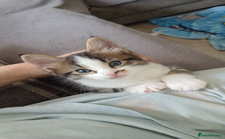 Maine Coon cats - Advert 2