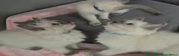 Ragdoll cats for sale: 💙 Blue Point Ragdolls – Reservations Open 💙 - Advert 2