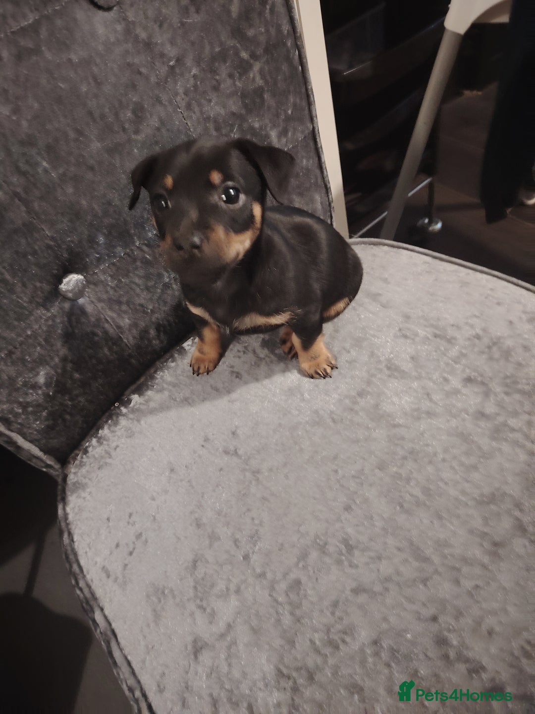 Jack Russell dogs for sale: Jack Russell pups  - Image 6