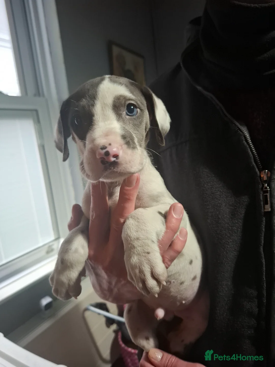 Great Dane dogs for sale: Great Dane puppies K.C Registered  - Advert 1