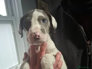 Great Dane dogs Great Dane puppies K.C Registered - Advert 1