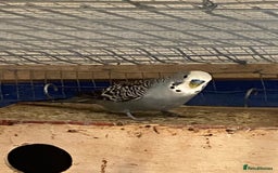 Budgerigars birds for sale: Reserved 2 pairs of budgies (please read full) - Image 15