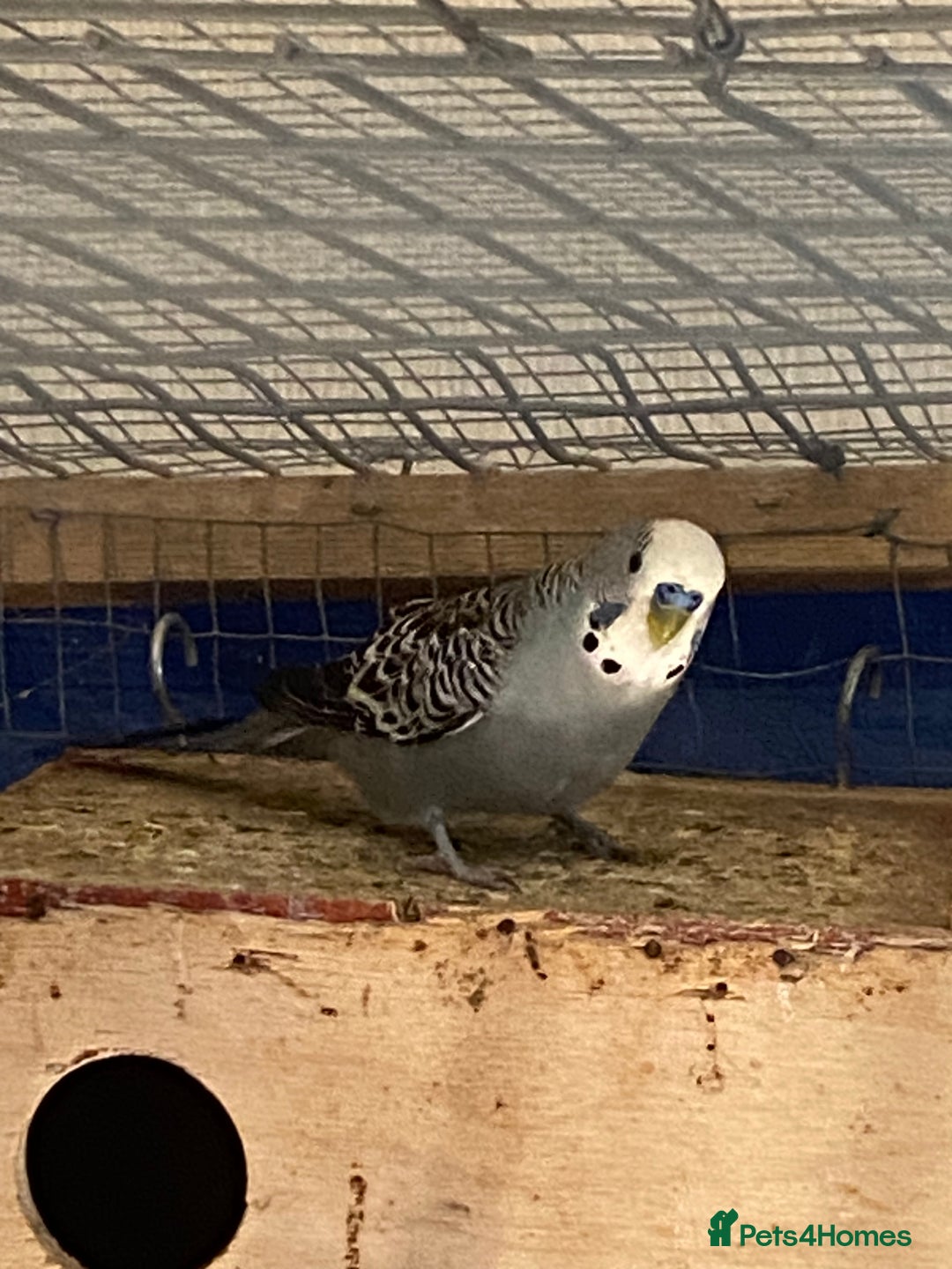 Budgerigars birds for sale: Reserved 2 pairs of budgies (please read full) - Image 15
