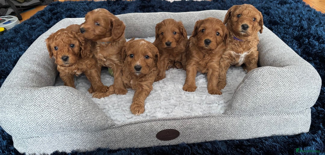 Cockapoo dogs for sale: Cockapoo Puppies for sale!  - Image 2