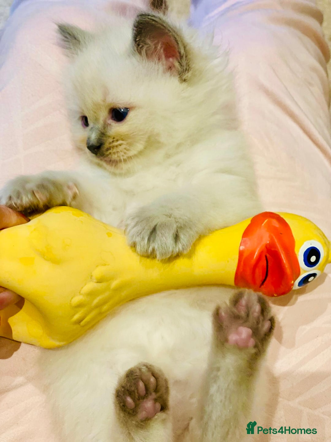Ragdoll cats for sale: Pure Stunning Ragdoll Kittens - Advert 5