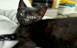 Domestic Shorthair cats for sale: Sweet Black Kitten Ready for Forever Home 🐾 - Image 6