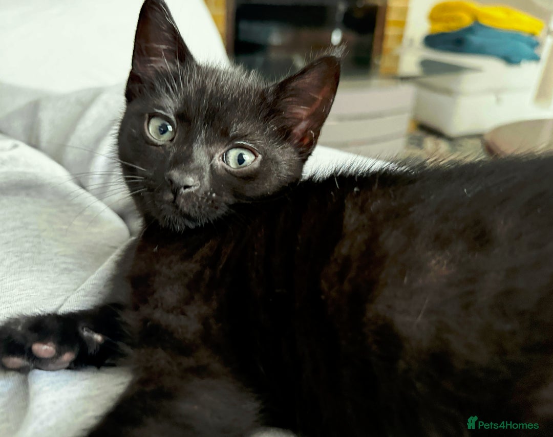 Domestic Shorthair cats for sale: Sweet Black Kitten Ready for Forever Home 🐾 - Image 6
