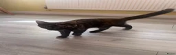 Mixed Breed cats for sale: 6 month kittens for sale - Advert 5