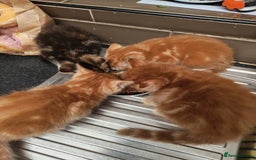 Bengal cats for sale: Adorable kittens looking for loving home. - Advert 1