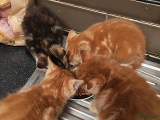 Bengal cats Adorable kittens looking for loving home. - Advert 2