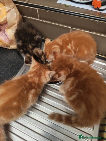 Bengal cats Adorable kittens looking for loving home. - Advert 2