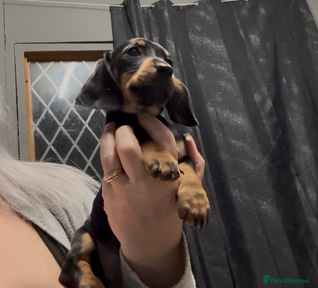 Dachshund dogs for sale: Kc registered miniature smooth daschunds  - Advert 11