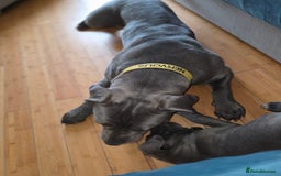 Cane Corso dogs for sale: Cane corso puppies  - Image 9