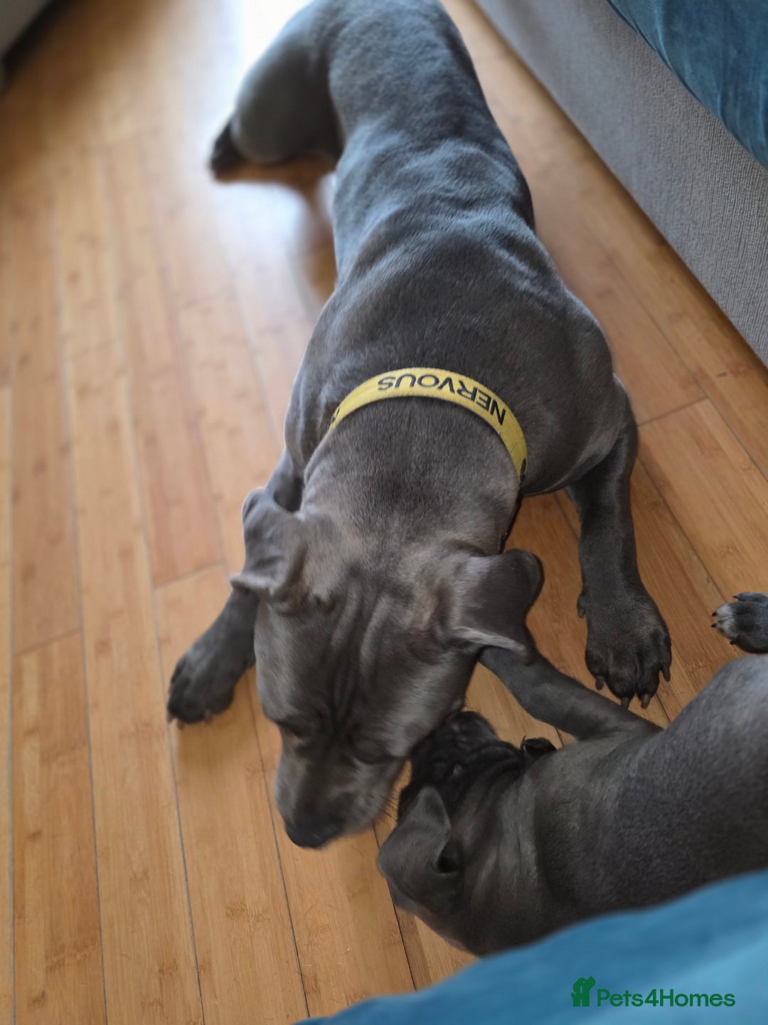 Cane Corso dogs for sale: Cane corso puppies  - Image 9
