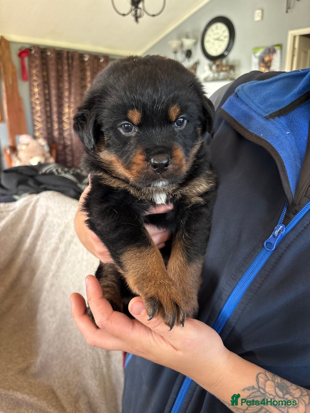 Rottweiler dogs for sale: Beautiful breed Rottweiler puppies  - Image 8