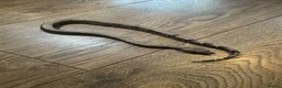 Boa Snake reptiles for sale: Sterling / super fire boa morph  in Bromley - Advert 5