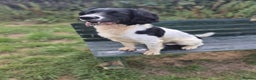 English Springer Spaniel dogs for sale: Lucky seeking a loving family - Advert 4