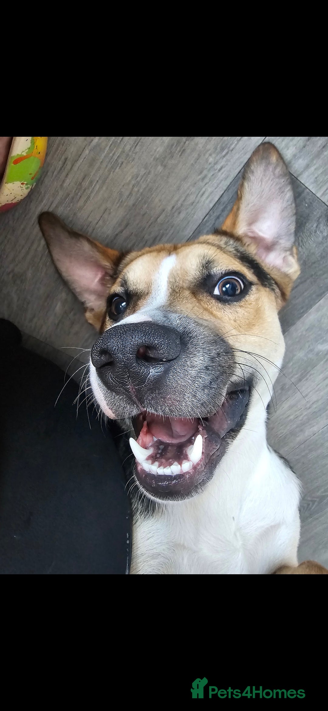 Mixed Breed dogs Huntway cross - Advert 3