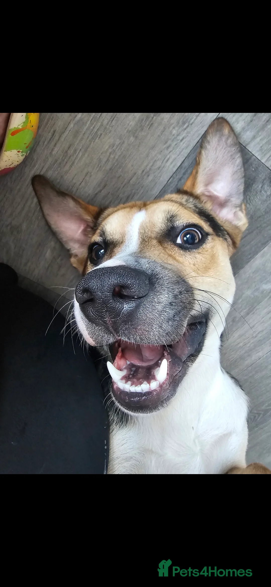 Mixed Breed dogs for sale: Huntway cross - Advert 1