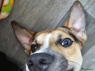 Mixed Breed dogs Huntway cross - Advert 5