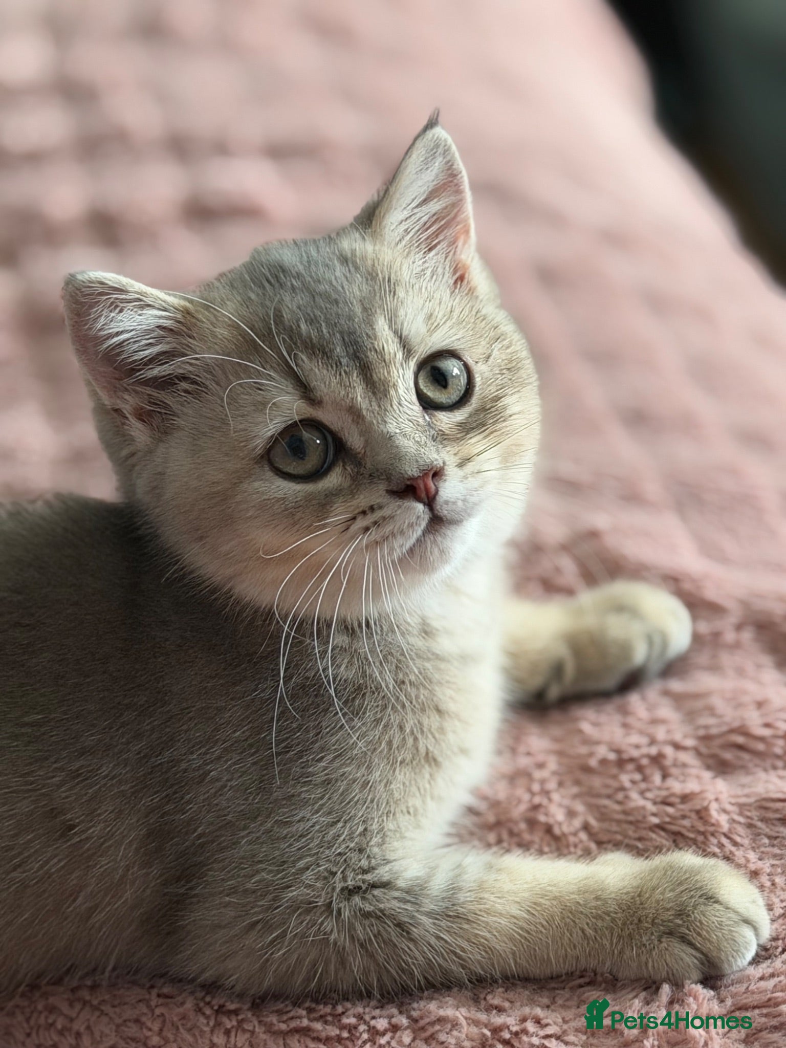 British Shorthair cats Golden Blue 🦋BSH Boy  - Advert 18