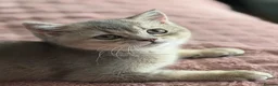 British Shorthair cats for sale: GCCF Golden Blue 🦋BSH Boy  - Advert 5