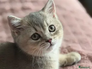 British Shorthair cats Golden Blue 🦋BSH Boy - Advert 18