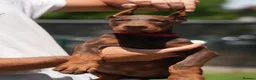 Dobermann dogs for sale: European Dobermann Puppy for sale  - Advert 11