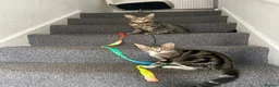 Mixed Breed cats for sale: 2 kittens  - Advert 6