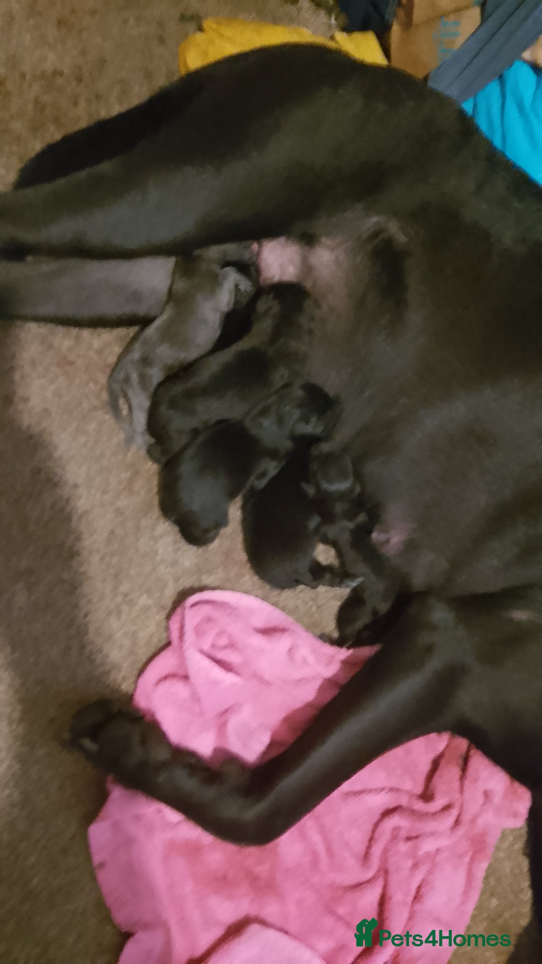 Mixed Breed dogs for sale: Miss  - Image 2