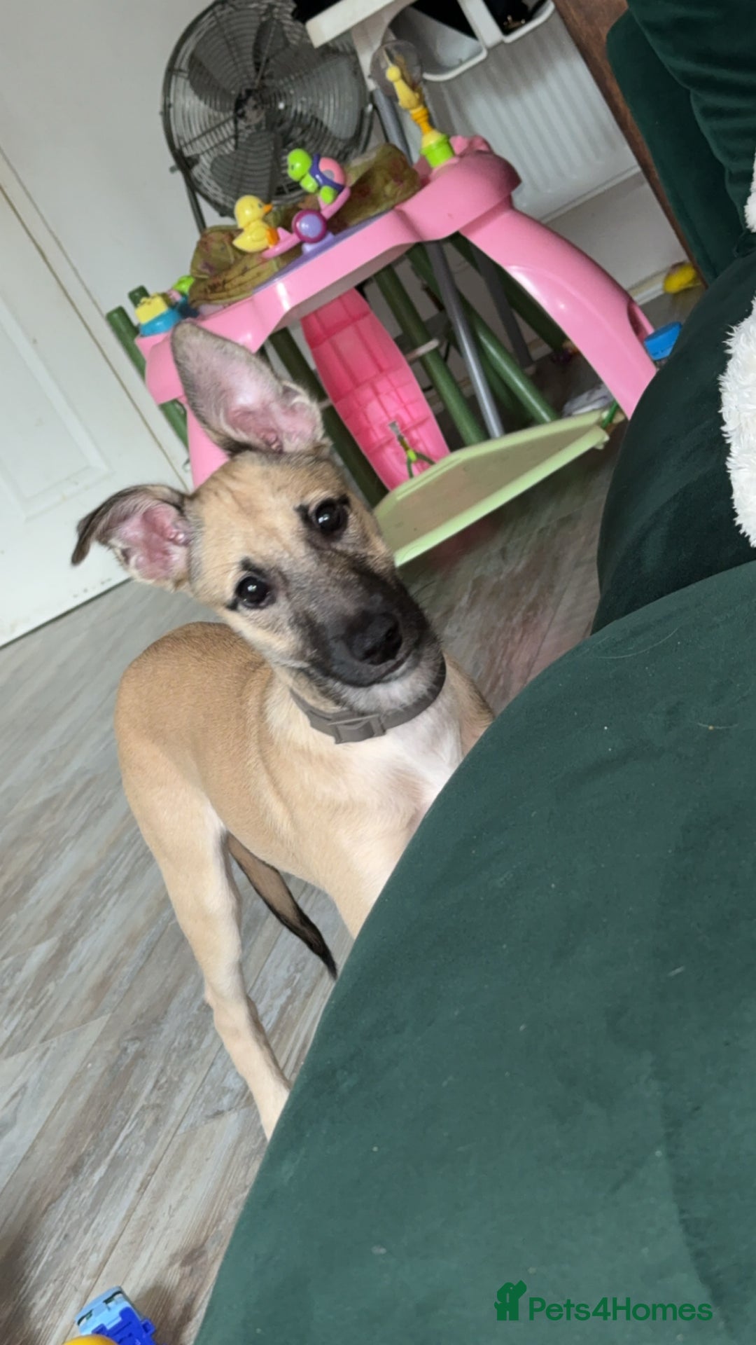 Mixed Breed dogs for sale: 15 weeks old - Image 4