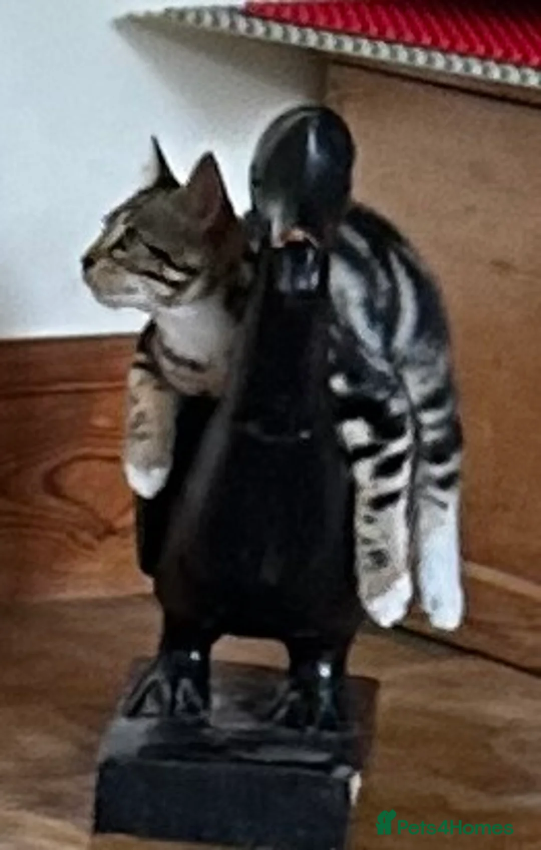 Mini Lop rabbits for sale: Mini lop babies-exceptionally well handled - Advert 8