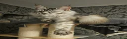 Maine Coon cats for sale: Tica maine coon babies from heath tested parents - Advert 3