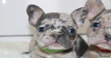 French Bulldog dogs - Advert 3