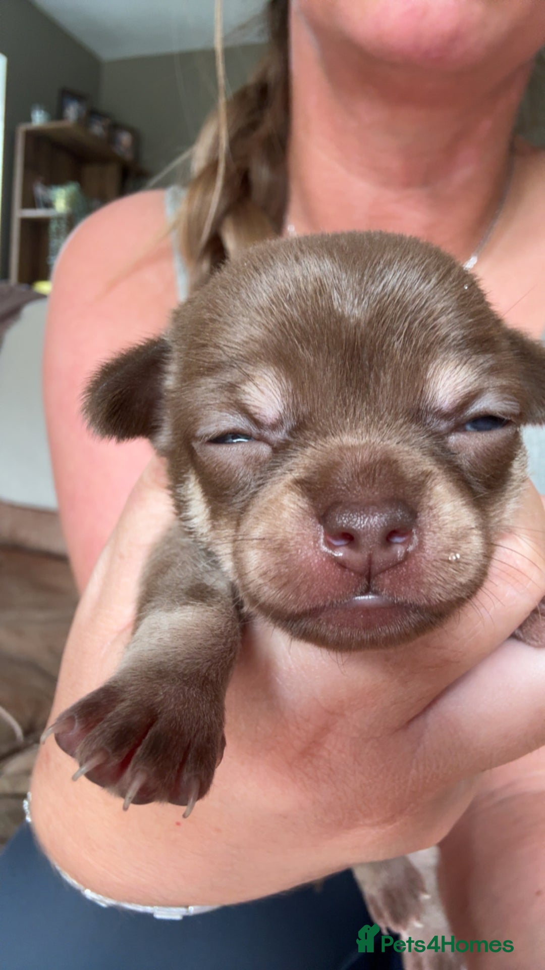Chihuahua dogs for sale: Beautiful chihuahua pups - Image 12
