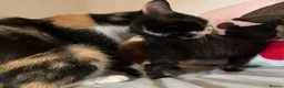 Mixed Breed cats for sale: Last 2 kittens left - Advert 19