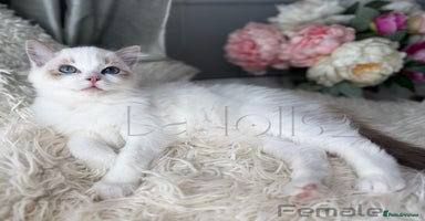 Ragdoll cats - Advert 7