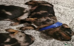 Miniature Dachshund dogs for sale: 5 beautiful miniature dachshund pups for sale - Image 16