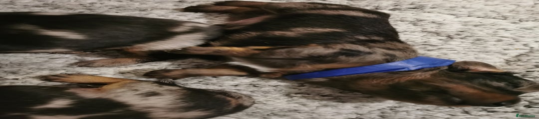 Miniature Dachshund Puppy 3