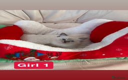 Ragdoll cats for sale: Stunning litter of ragdoll kittens  - Advert 13