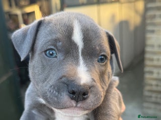 Staffordshire Bull Terrier dogs Stunning Blue Staffordshire Bull Terrier puppies - Advert 10