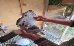 Pigeons birds for sale: Baby and adult racing Pigeons  - Image 3